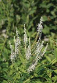 White Culver's Root Plant Seeds for Garden Borders and Landscaping Scientific Name Placeholder for planting in home garden