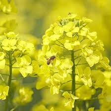 Yellow Edible Rape Flower Seeds for Planting - NON GMO Seeds