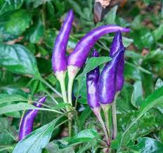 Purple Chili Pepper Capsicum annuum seeds for home garden planting