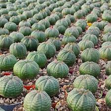 Green Euphorbia Obesa Plant Seeds for Planting - NON GMO Seeds