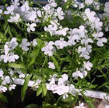 Lobelia Pendula White Lady Cascade Flower Seeds for Planting - N0N GMO Seeds for planting in home garden