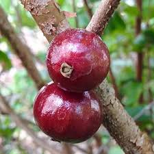 Red jabuticaba Plinia oblongata fruit seeds