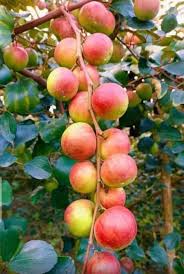 Apple ber ziziphus fruit seeds