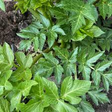 Angelica Keiskei Plant Seeds for Garden Planting - Heirloom & Non-GMO Seeds for planting – Fresh Herb for Your Garden