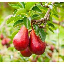 Red Bartlett pear Pyrus communis seeds for orchard garden