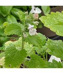 Camphor Catnip (Nepeta camphorata) Seeds-Heirloom & Non-GMO Seeds for planting – Fresh Herb for Your Garden