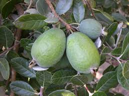Pineapple guava Feijoa fruit seeds