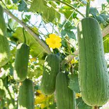 Green Brown Luffa Esmeralda Seeds – Tropical Vine-Heirloom & Non-GMO Seeds for planting – Fresh Herb for Your Garden