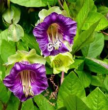 Cathedral Bells Cobaea Scandens Climber Purple Hummingbird Flower Seeds for Planting - 100 pcs