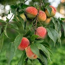 Red Haven peach fruit seeds
