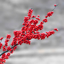 Winterberry holly fruit seeds