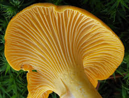 Chanterelle Mushroom Seeds for Planting, Brown, 100 Pcs pcs