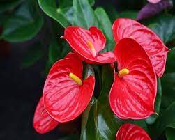 Red Anthurium Flower Seeds for Planting - Heirloom and Non-GMO garden seeds