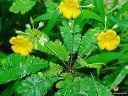 Biophytum Plant Seeds for Garden - NON GMO Seeds
