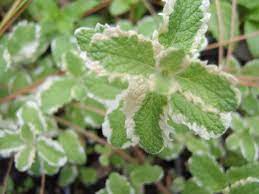 Variegated Pineapple Peppermint Plant Seeds- Organic Fresh Peppermint Seeds – Fresh Herb for Your Garden