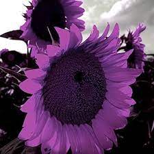 Purple Mini Sunflower Seeds for Planting â€“ Compact Blooms, Great for Pots & Borders, Non-GMO for planting in home garden