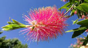 Pink Brush Callistemon Planting Seeds for Garden NON GMO Seeds