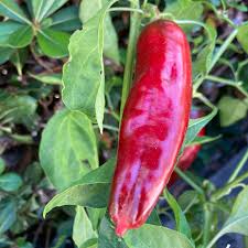 Aleppo Pepper Capsicum annuum seeds for garden planting