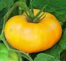 Dark Yellow Huge Tomato Seeds for Planting - 100 Pcs pcs
