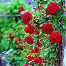 Red Climber Flower Seeds for Planting, NON GMO Seeds