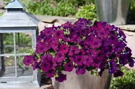 Purple Trailing Petunia Flower Seeds for Planting – Cascading, Fast-Growing, Hanging Basket Blooms
