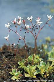 Saxifraga Stellaris Flower Seeds for Planting, NON GMO Seeds