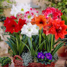 Mixed Amaryllis flower seeds – heirloom, non-GMO flower seeds for planting