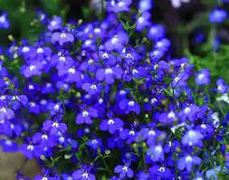 Blue Creeping Thyme Flower Seeds for Planting - NON GMO Seeds