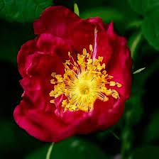 Red Rugrose Rose Plant Seeds for Garden Heirloom Non-GMO Seeds for Planting and Growing