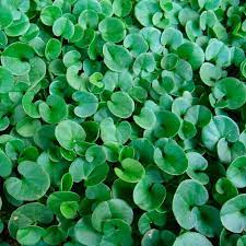Heirloom Non-GMO Green Dichondra Repens Lawn Seeds â€“ Lush Ground Cover for Garden Planting