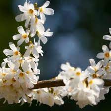White Forsythia - Abeliophyllum distichum Flower Seeds for Planting - NON GMO Seeds