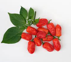 Zavory Pepper Seeds for Planting, 100 Pcs pcs