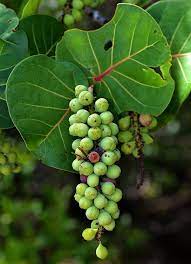 Seagrapes Fruit Seeds for Planting and Growing, Ideal for Coastal Gardens 100 Pcs pcs