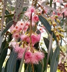 Pink Eucalyptus Sideroxylon Plant Seeds – Elegant Tree for Gardens-Heirloom & Non-GMO Seeds for planting – Fresh Herb for Your Garden