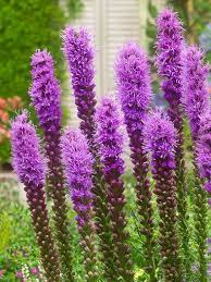 Lavender Liatris Flower Seeds for Planting NON GMO Seeds