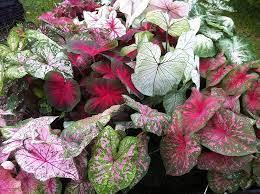 Caladium Teal Mix Flower Seeds â€“ Heirloom, Non-GMO Flower Seeds for Planting