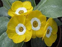 Yellow Primula Auricula Seeds for Planting – Organic, Heirloom, Non-GMO