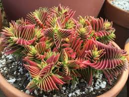 Red Pagoda Plant Seeds for Planting - NON GMO Seeds