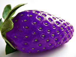 Purple Strawberry Fruit Seeds for Planting - Non-GMO, Heirloom Seeds - Easy to Grow