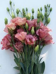 Peach Eustoma (Lisianthus) Flower Seeds for Planting - Heirloom, NON-GMO, Easy to Grow Seeds