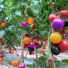 Rainbow Tomato Seeds for Planting - Assorted Colors - heirloom & Non GMO Seeds
