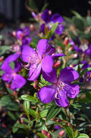 Purple Tibouchina Flower Seeds for Planting - NON GMO Seeds