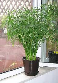 Green Cyperus Alternifolius Planting Seeds for Garden - NON GMO Seeds