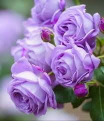Lavender Rose Flower Seeds for Planting Non-GMO Heirloom Garden Seeds for Growing