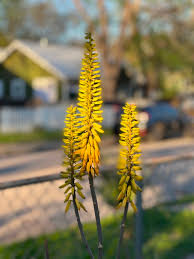 Yellow Aloe Dichotoma Flower Seeds for Planting - NON GMO Seeds