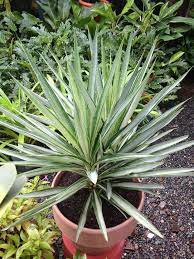 Yucca Elata Plant Seed Set for Hardy, Decorative Plants 100 Pcs pcs