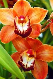 Orange Paphiopedilum Plant Seeds for Planting - NON GMO Seeds