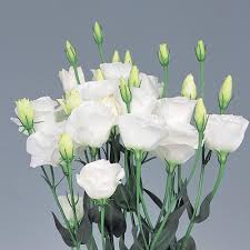 White Lisianthus Flower Seeds for Planting - Heirloom, NON-GMO Seeds - Elegant Blooms for Garden & Bouquets