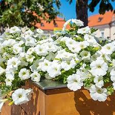 White Petunia Wave Flower Seeds for Garden Planting - Heirloom, NON-GMO Seeds - Easy to Grow Blooms