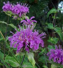 Monarda Didyma Purple Seeds – Organic, Heirloom, Non-GMO Flower Seeds for Planting